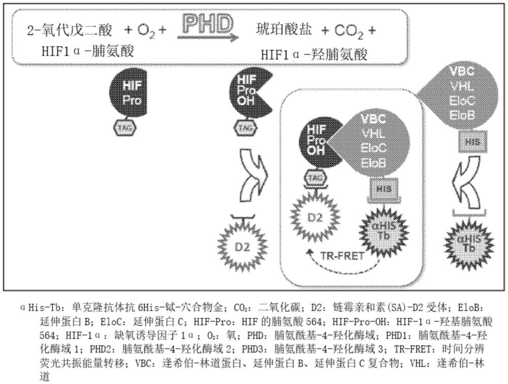 選擇性PHD1抑制劑化合物、組合物和使用方法與流程