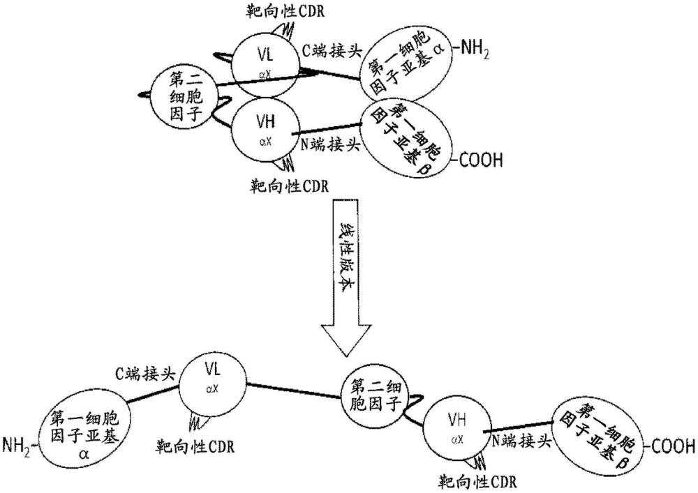 包含多亞基細(xì)胞因子的雙細(xì)胞因子融合蛋白的制作方法