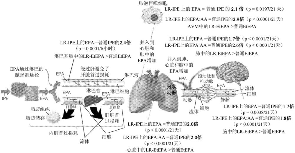 淋巴釋放的脂肪酸組合物以及其用于淋巴并入和全身性疾病治療的用途的制作方法