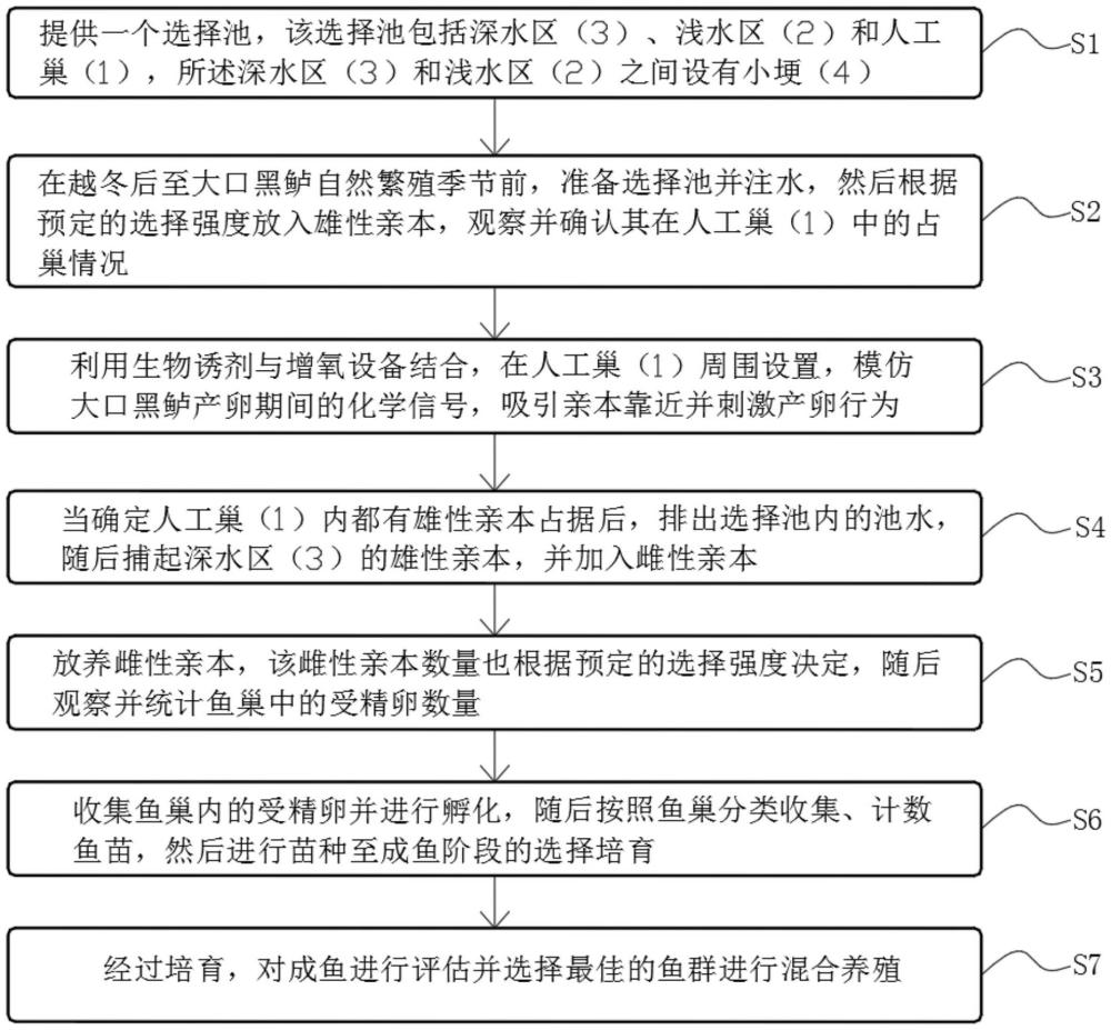 一種大口黑鱸的親本選擇方法與流程