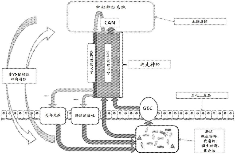 微生物組合物、組分或代謝物用于治療迷走神經(jīng)相關(guān)疾病、病癥和疾患的方法和用途與流程