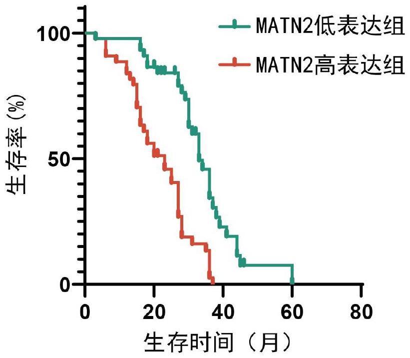 一種預測非小細胞肺癌預后及貝伐珠單抗治療效果的生物標志物及其應用