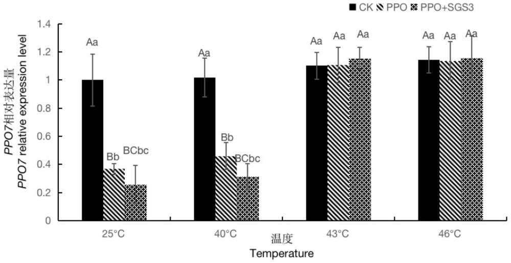 NtSGS3a基因在调控PPO7和PPO8基因沉默效果中的应用和方法