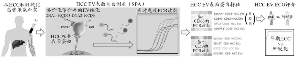 用于非侵入式診斷的細(xì)胞外囊泡蛋白測(cè)定