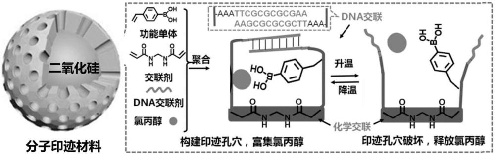 一種雙調(diào)節(jié)氯丙醇分子印跡柱的制備方法及應(yīng)用