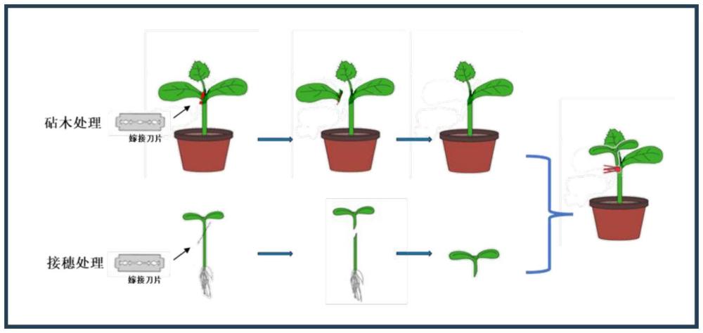 一種南瓜砧木保留第一片真葉嫁接育苗的方法