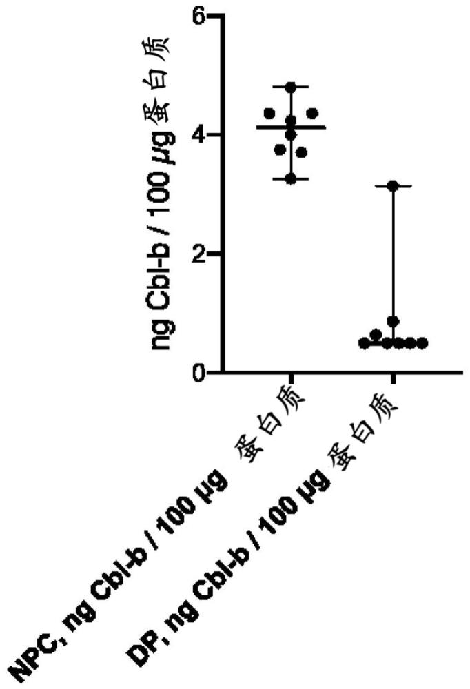 轉(zhuǎn)染的免疫細(xì)胞群及用于其產(chǎn)生的方法與流程