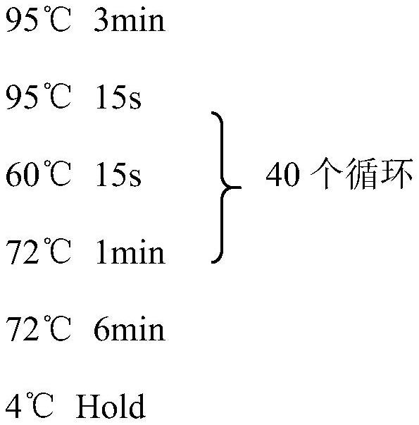 一種鑒別西方蜜蜂蜂群蜂王漿高產(chǎn)性狀的插入缺失標記NC_037647.1_8674876及其應(yīng)用