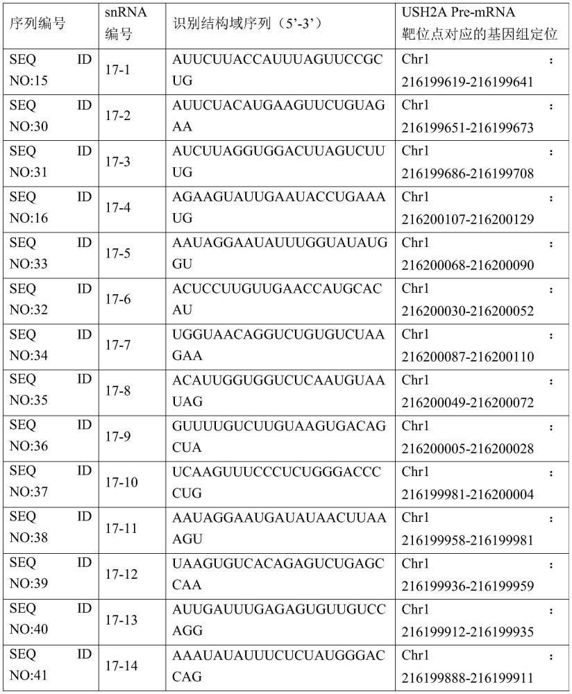 靶向USH2A基因pre-mRNA的snRNA及其應(yīng)用的制作方法
