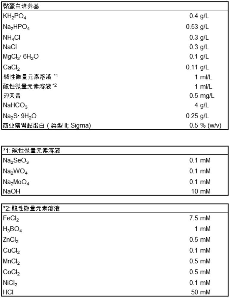 屬于阿克曼氏菌屬的微生物的制作方法