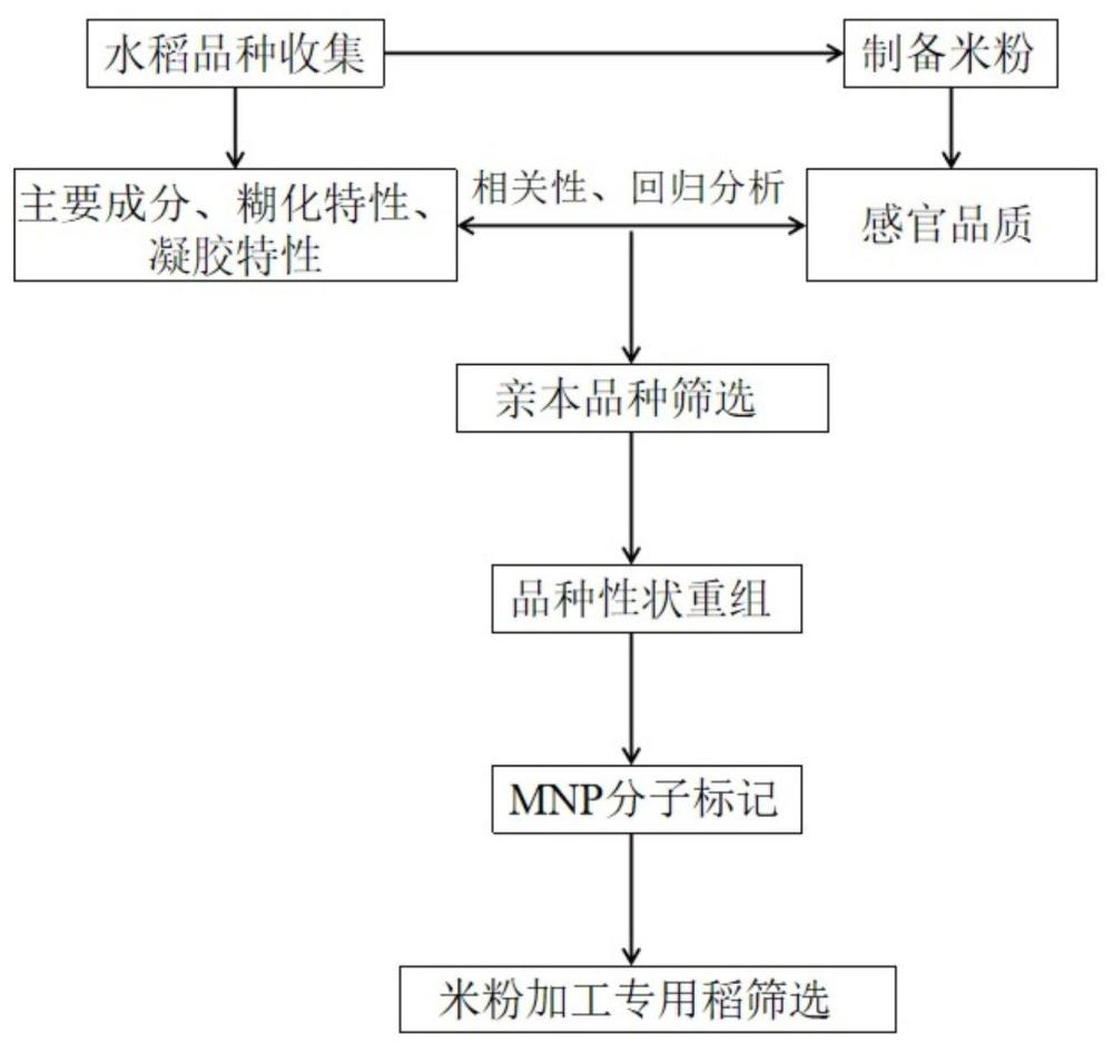 一種米粉加工專用水稻及篩選方法和應(yīng)用與流程