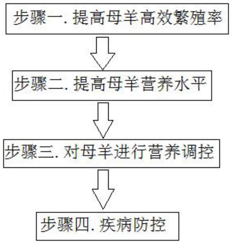 一種通過管理方法提高藏綿羊繁殖率的方法與流程