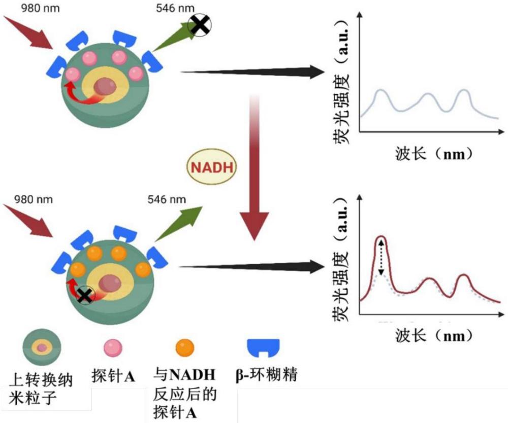 用于檢測NADH的生物傳感器、試劑盒及其制備方法和應(yīng)用及NADH的檢測方法