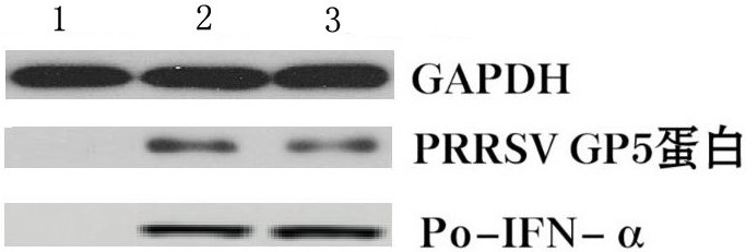 一種高表達豬α干擾素和PRRSV GP5蛋白的疫苗、制備方法及其應(yīng)用與流程