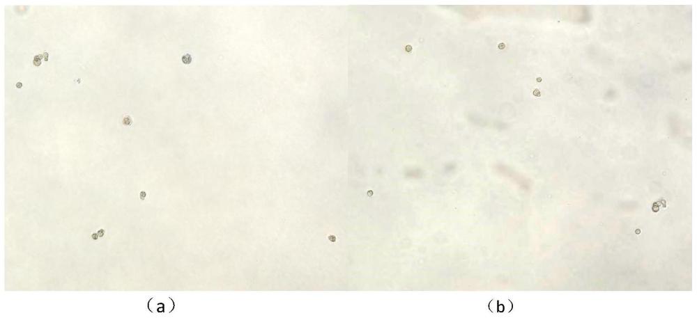 一種液相DNA FISH分析方法與流程