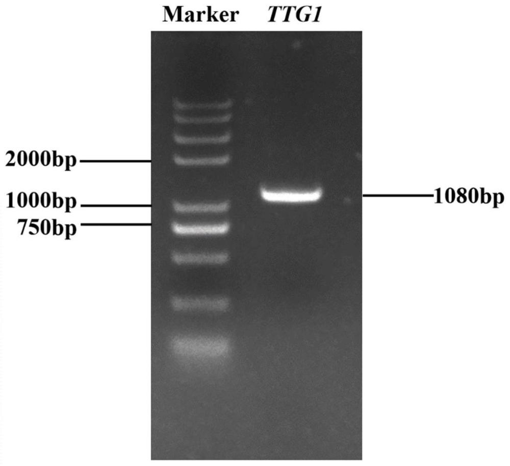 一種TTG1蛋白及其編碼基因和應(yīng)用