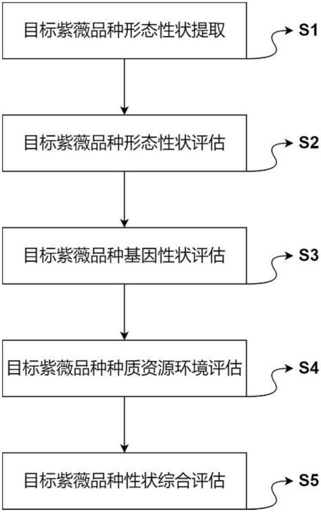 一種紫薇種質(zhì)資源的性狀評(píng)估方法