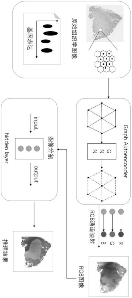 一種基于深度學(xué)習(xí)的空間轉(zhuǎn)錄組空間域識(shí)別方法