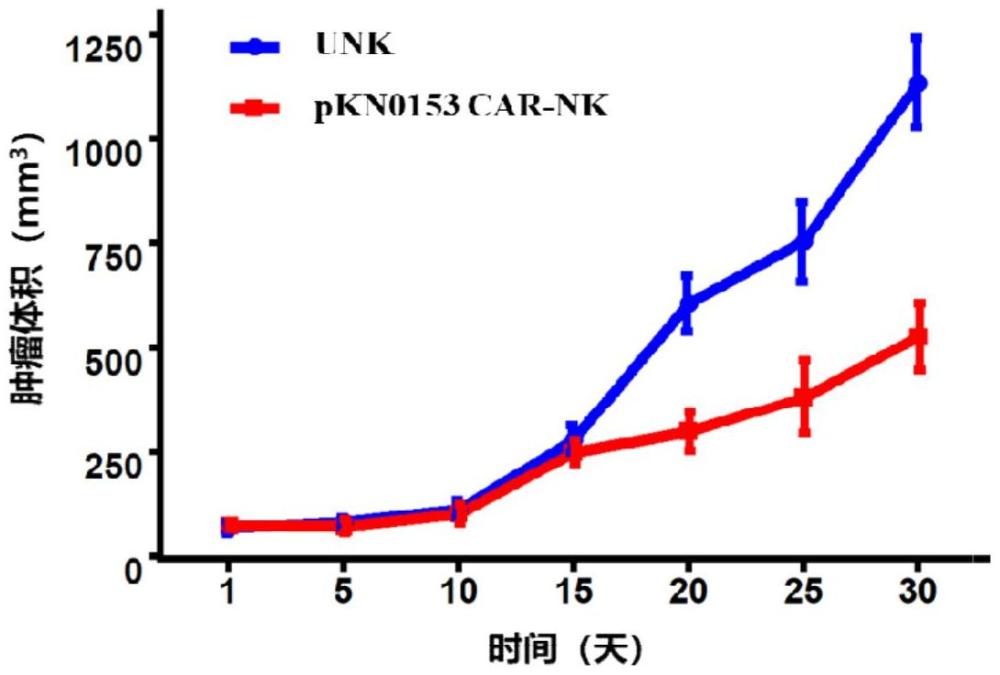 編碼基因、蛋白、表達IL-15的NKG2DL-FAP雙靶點CAR-NK細(xì)胞及其構(gòu)建方法和用途