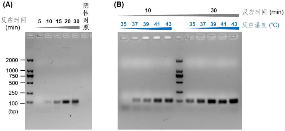 尖孢鐮孢菌雙靶標(biāo)快速可視化原位檢測試劑盒、檢測方法和應(yīng)用