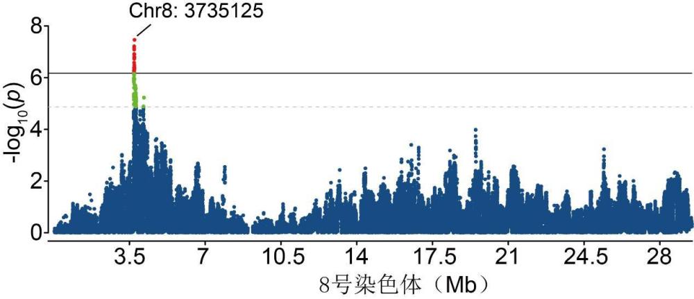 一種與雞蛋重性狀相關(guān)的ATF6基因分子標(biāo)記引物及其應(yīng)用