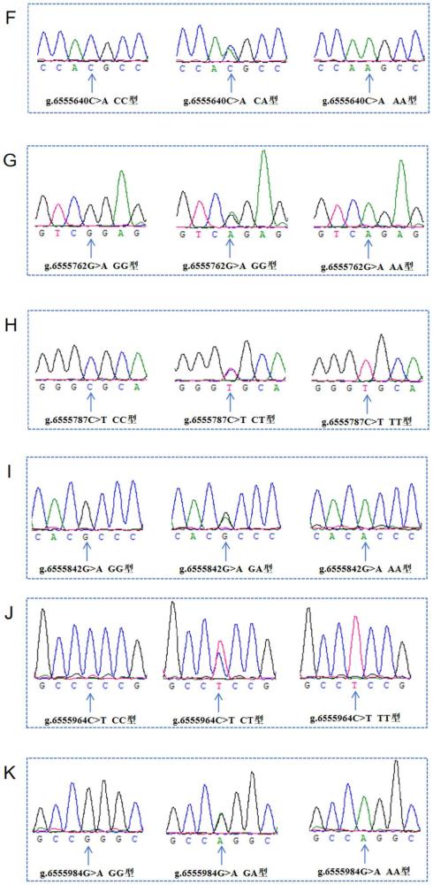 用于嘉積鴨育種的分子標(biāo)記、檢測(cè)試劑、方法及其應(yīng)用