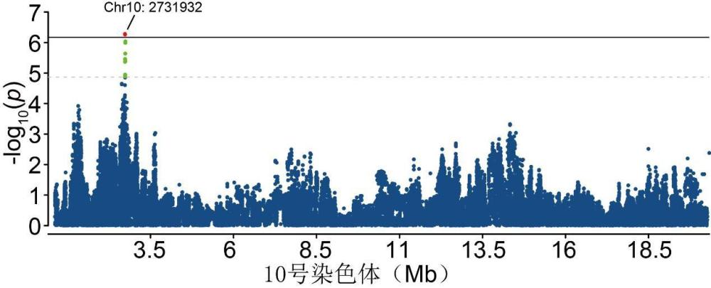 一種與雞蛋重性狀相關(guān)的CSPG4基因分子標記引物及其應用