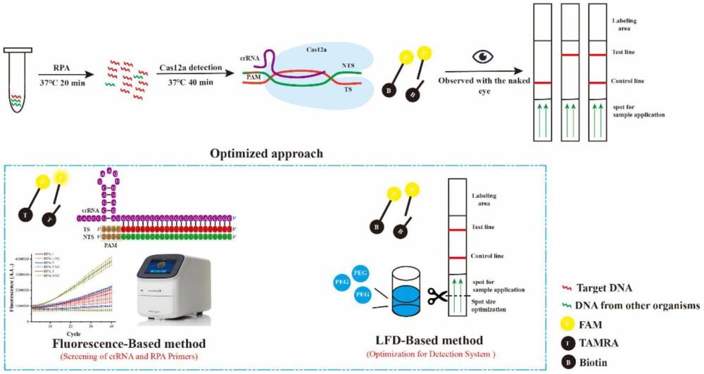 基于RPA-CRISPR-LFD技術(shù)的小普林藻檢測方法