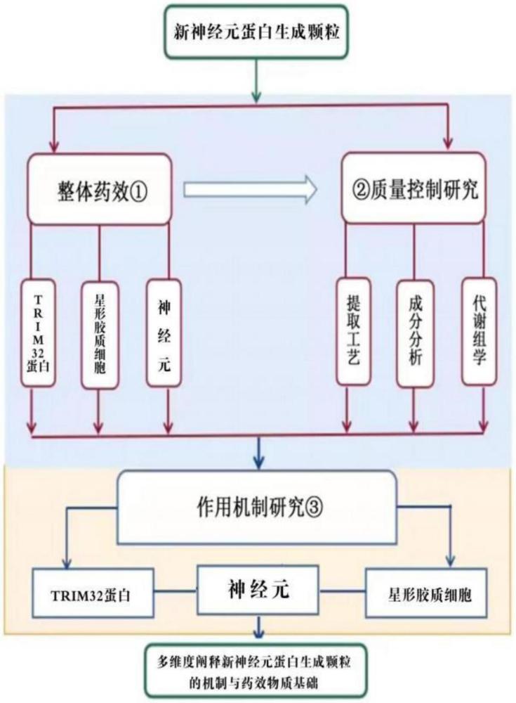 一種促進(jìn)神經(jīng)元再生的中藥組合物的制作方法