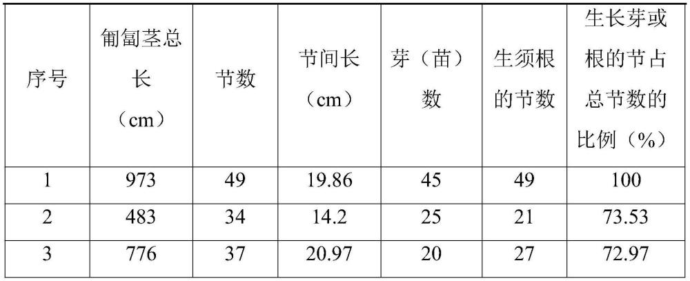 一種通過匍匐莖馴化快速恢復(fù)退化土地蘆葦種群的方法