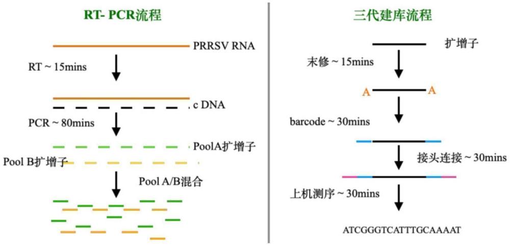 一種用于美洲型豬繁殖與呼吸綜合征病毒全基因組測序的引物組合物、方法及其應(yīng)用與流程