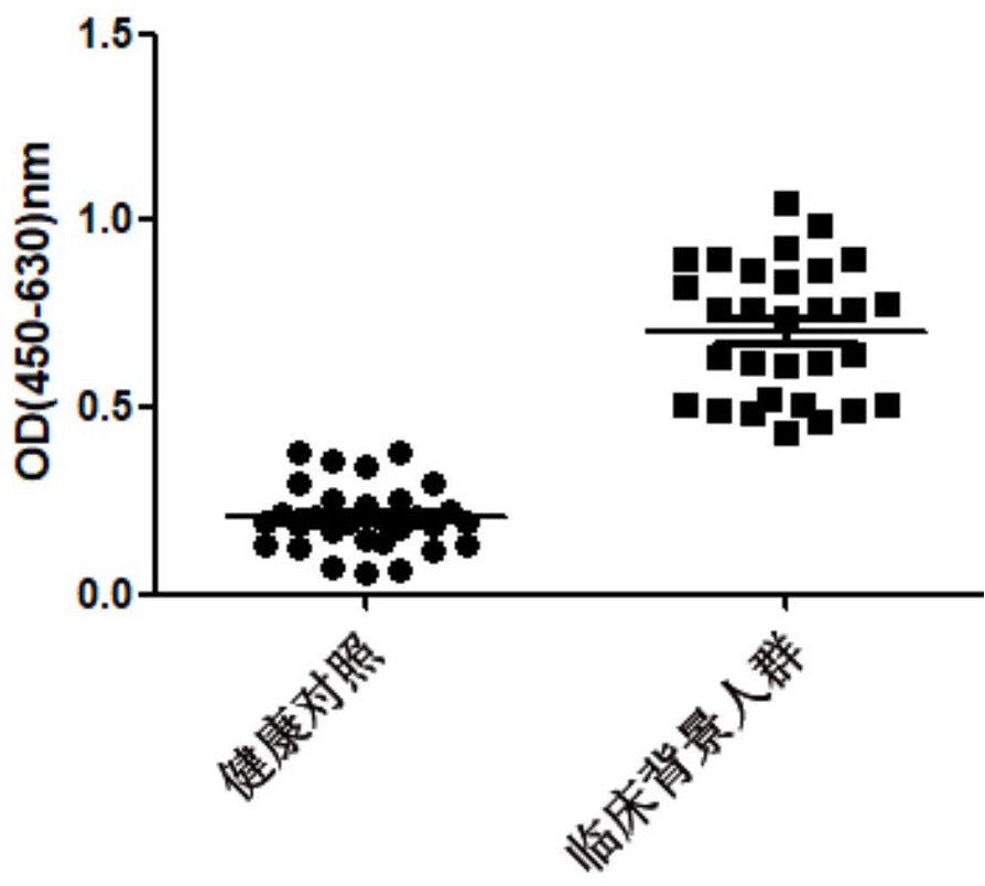 一種針對(duì)膠質(zhì)纖維酸性蛋白的抗體及其制備方法和應(yīng)用與流程