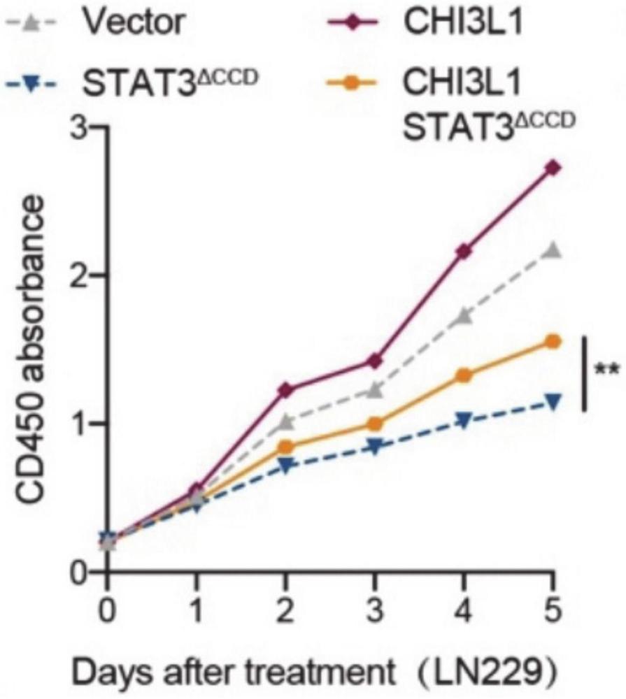 一種STAT3 CCD結構域小分子抑制劑HB在制備治療腦膠質瘤藥物中的應用