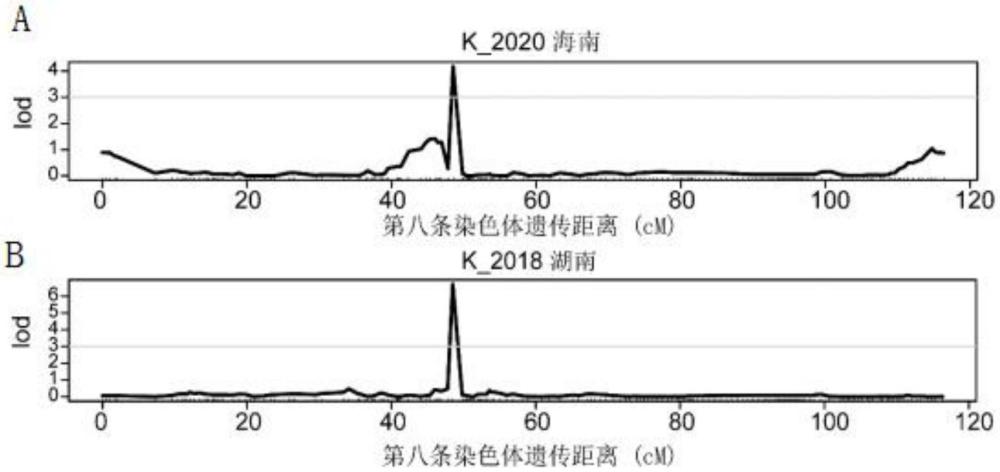 水稻高親和鉀離子轉(zhuǎn)運(yùn)蛋白編碼基因OsHAK12及在控制稻米鉀含量和耐受低鉀的應(yīng)用