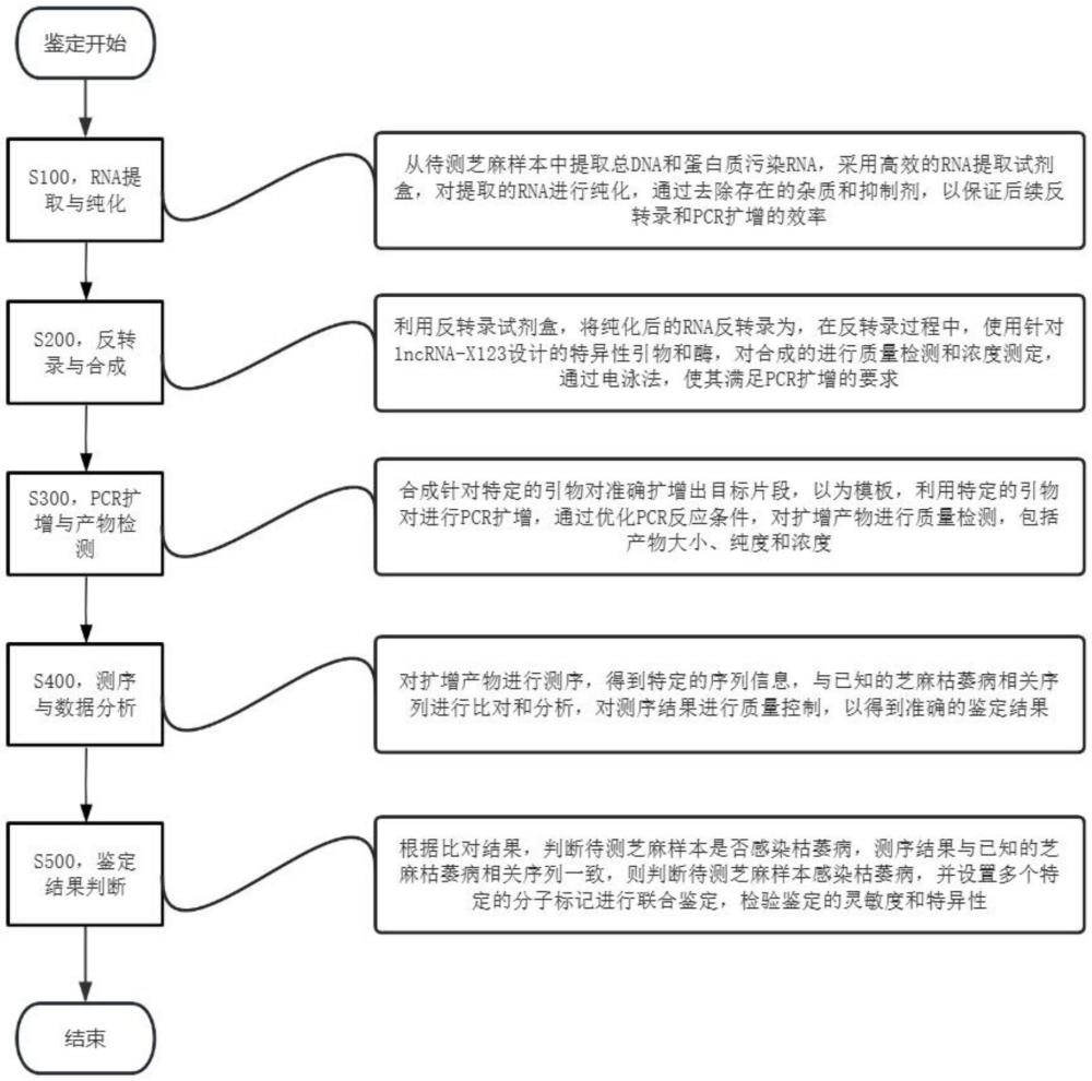 一種基于分子標(biāo)記的芝麻枯萎病鑒定方法