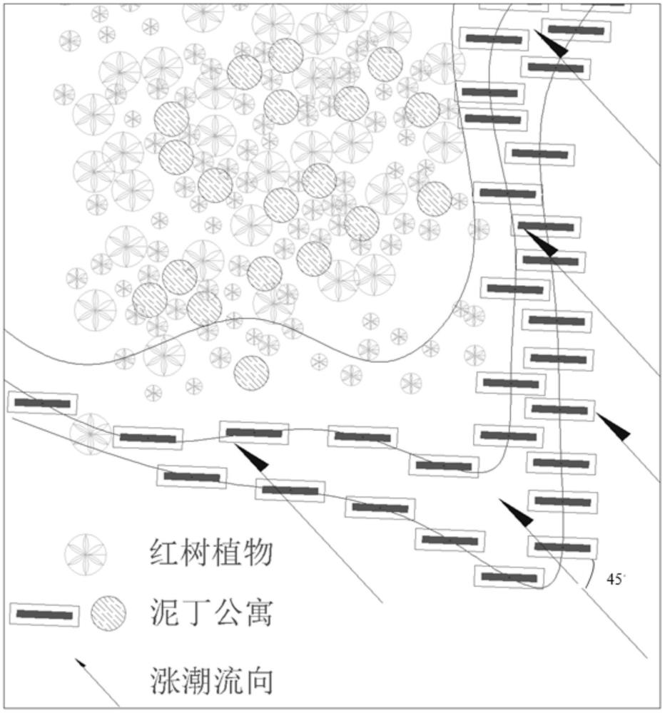 一種基于紅樹林潮灘的泥丁養(yǎng)殖方法及其應用