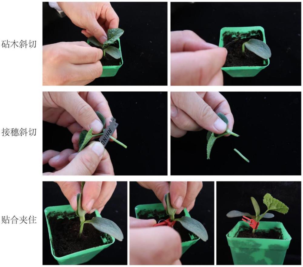 一種甜瓜共砧頂貼接嫁接育苗方法
