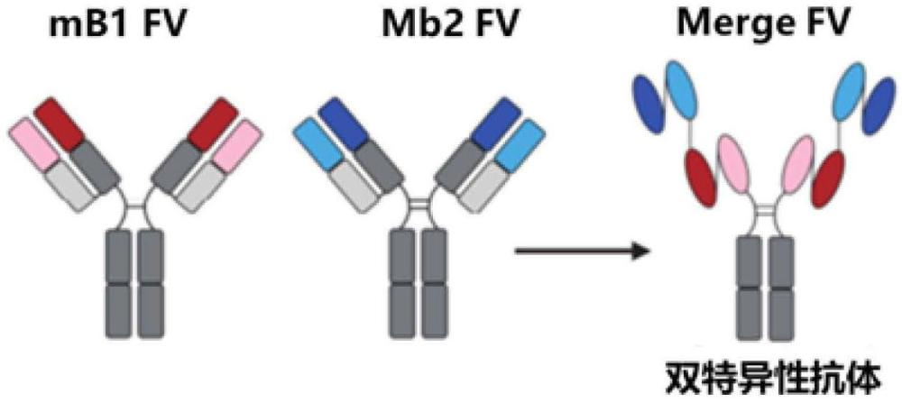 一種雙特異性抗體及其應用
