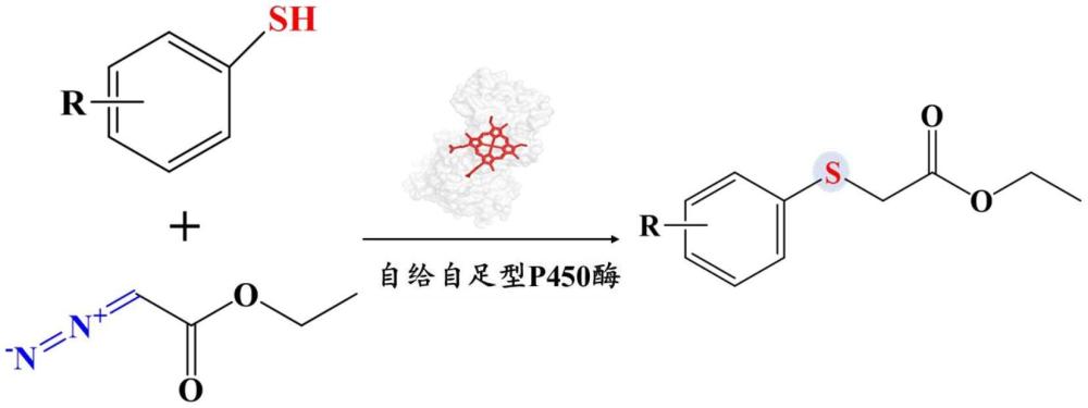 一種催化分子間C?S鍵偶聯(lián)的自給自足型P450酶及突變體的應(yīng)用