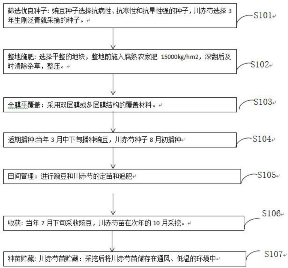 一種提高川赤芍育苗整齊度方法與流程