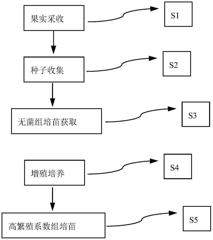 一種乙女蘋果實生苗的組培方法