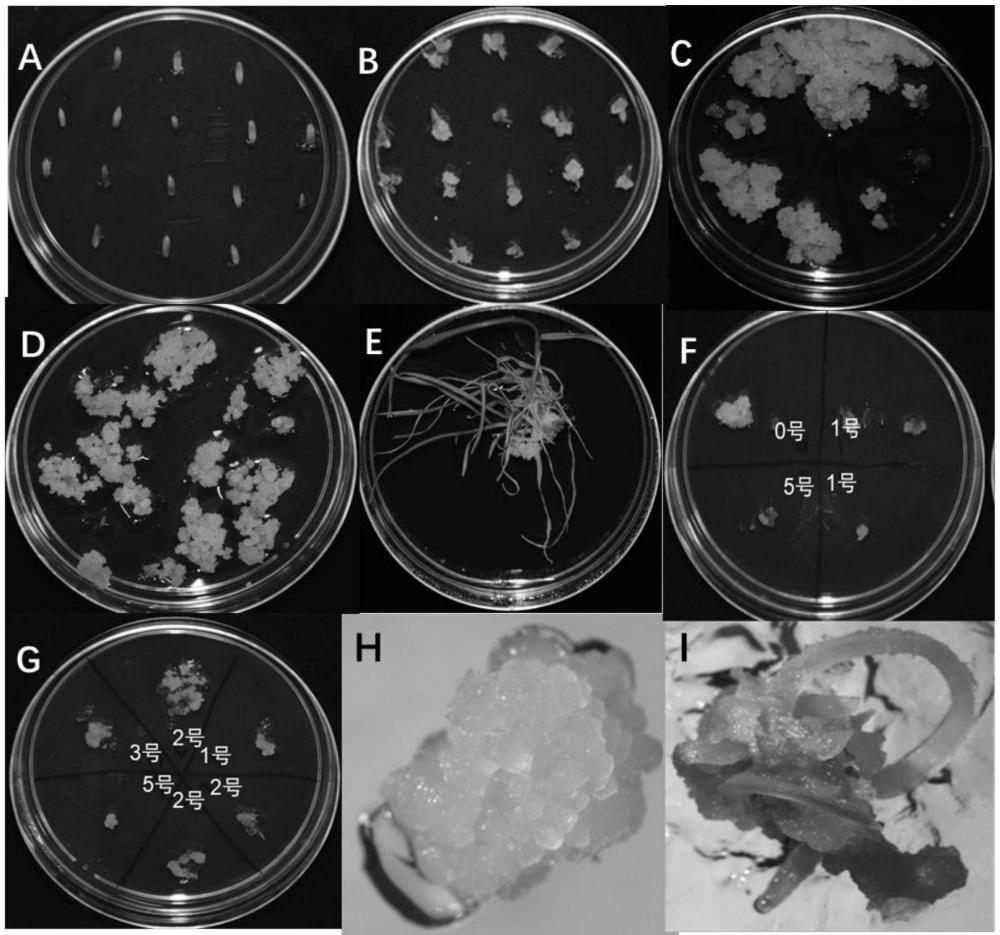 一種披堿草屬植物組織培養(yǎng)方法