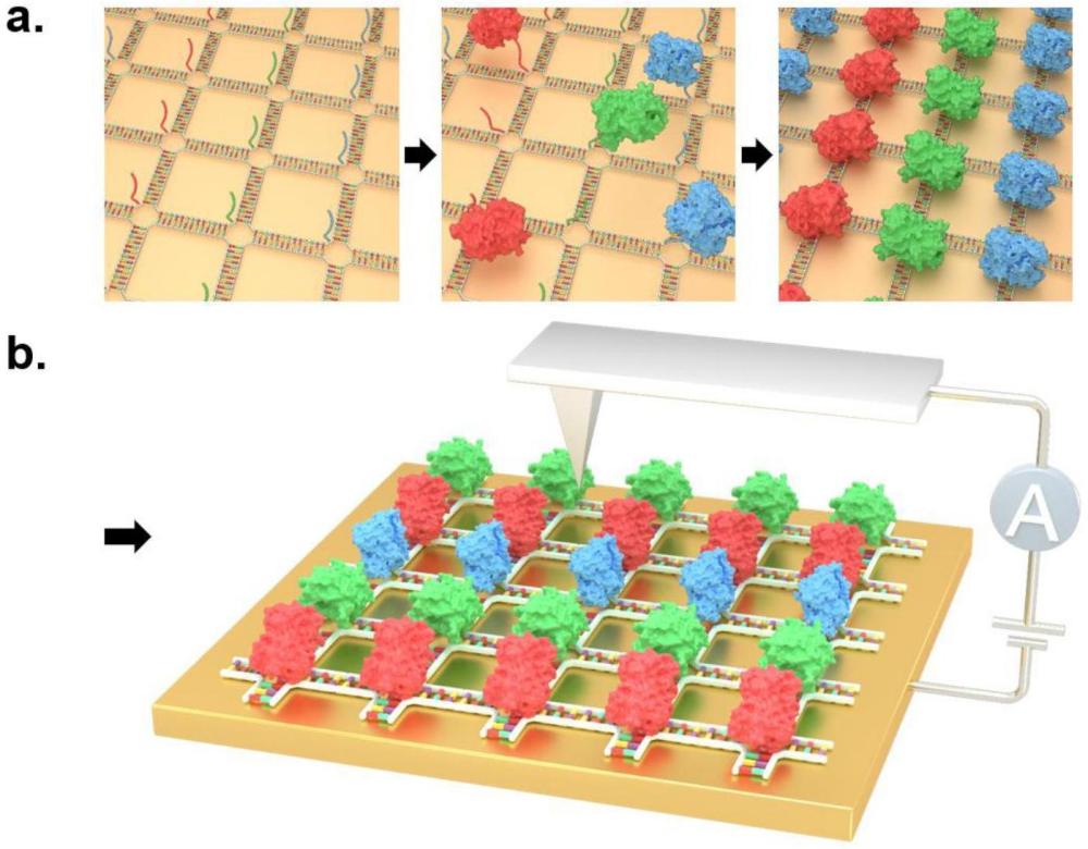 基于DNA骨架的生物分子器件陣列及其構(gòu)筑方法和應(yīng)用