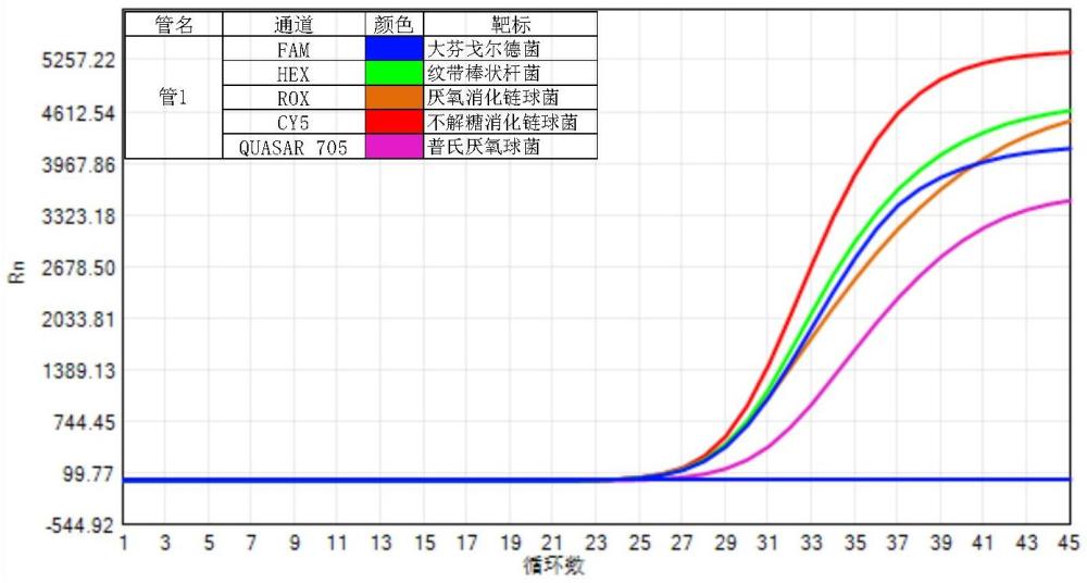 檢測(cè)傷口感染相關(guān)病原體的組合物、試劑盒及用途的制作方法