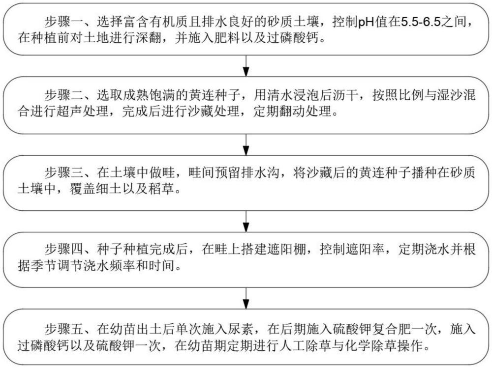 一種黃連根種植及黃連根腐病防治方法與流程