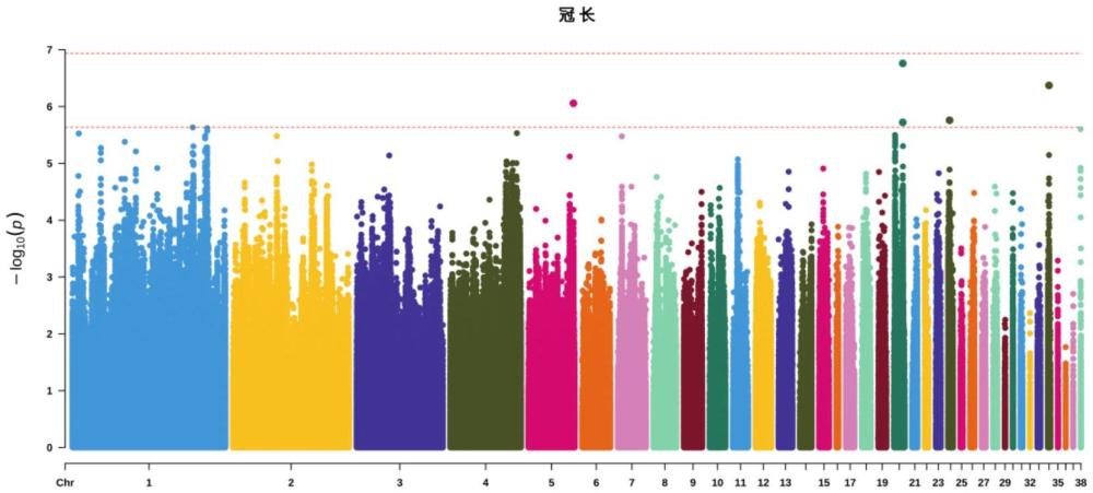 一種SNP分子標記組合在雞冠長度輔助育種中的應(yīng)用的制作方法