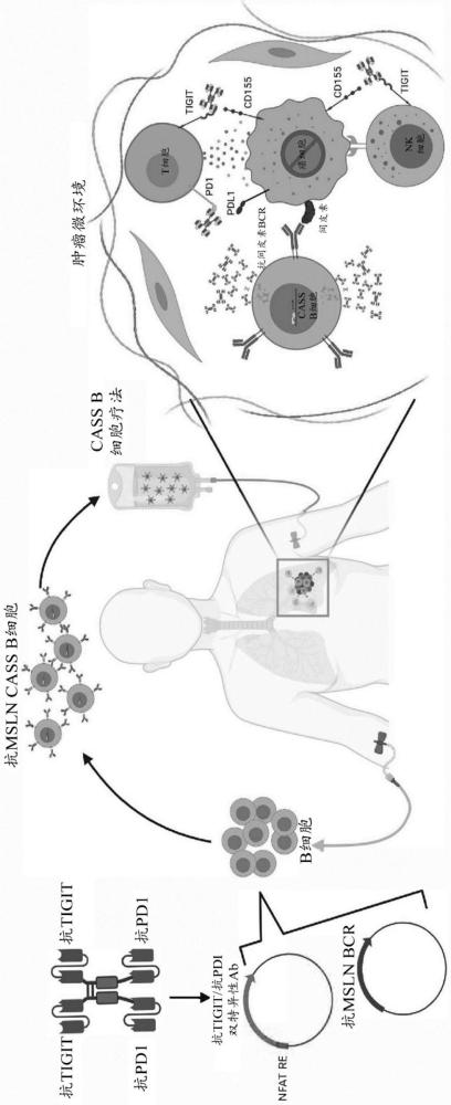 遺傳工程化B細胞及其使用方法與流程