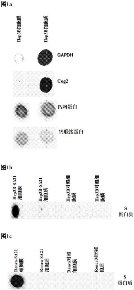 用于疫苗、抗體生產(chǎn)和免疫診斷試驗(yàn)的疾病相關(guān)抗原的免疫原性組合物的制作方法