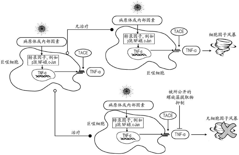 用于治療細(xì)胞因子風(fēng)暴綜合征的光合控制的螺旋藻提取物的制作方法