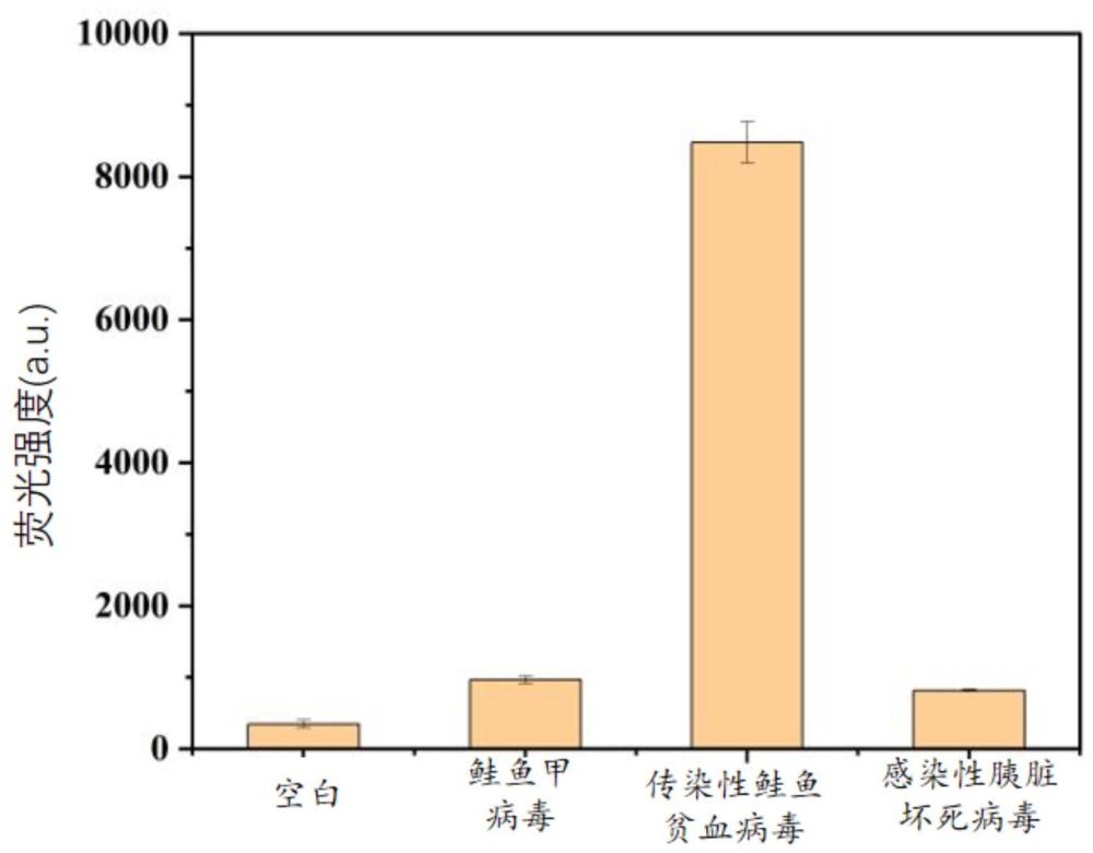 一種基于RAA-CRISPRCas12a的檢測三文魚中傳染性鮭魚貧血病毒的方法和應用